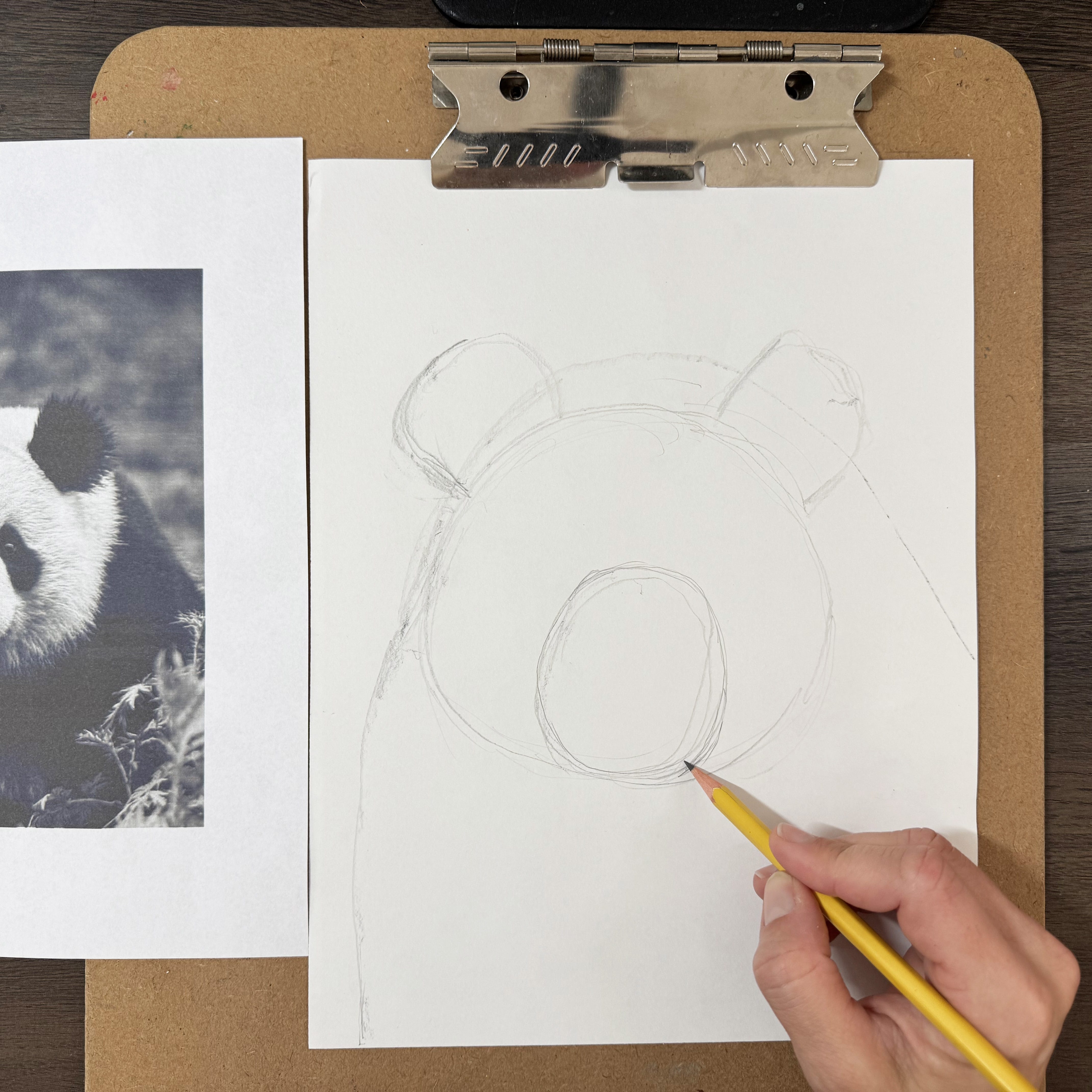 How to Draw a Panda - by Lisa Johnston Hancock