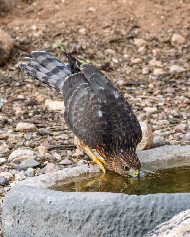 20260721-Marana-70-Edit.jpg