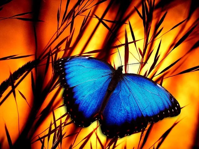 Free Butterfly Stalks illustration and picture