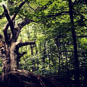 Planting Trees For Life at LettsSafari Parks
