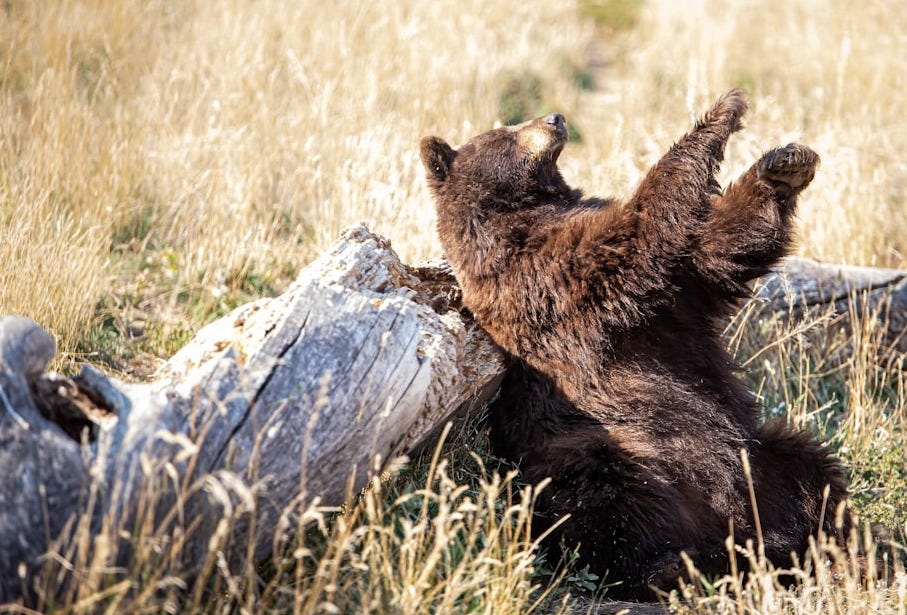 brown bear on green grass during daytime brown bear on green grass during daytime