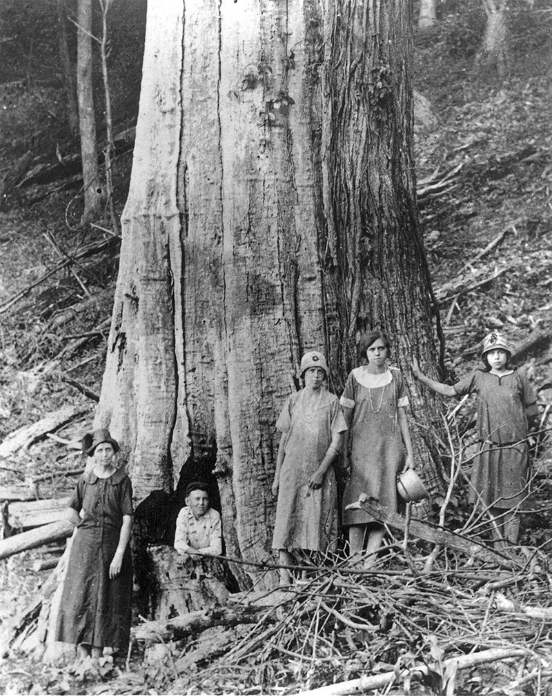 The Lord of the Forest: the American Chestnut | Our State