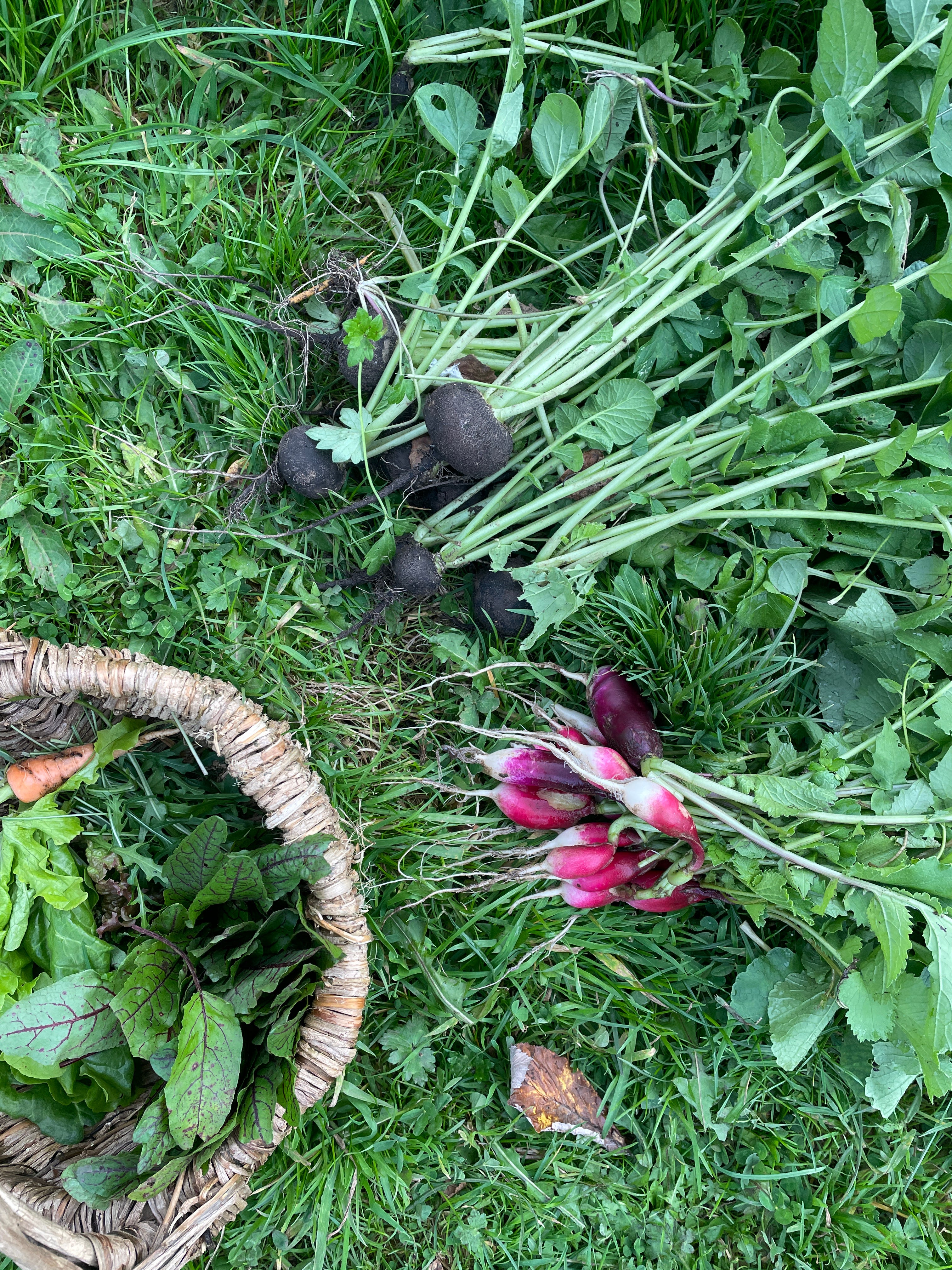 Queer Gardening Transition Edinburgh South