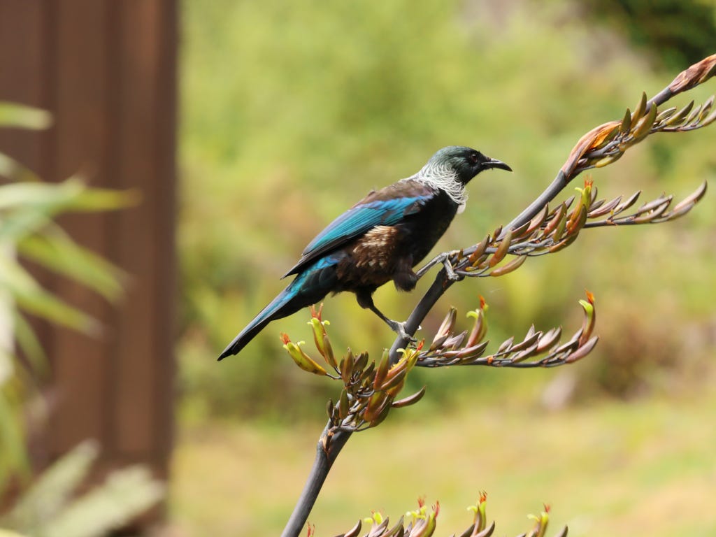 A tui perched on a harakeke (flax) stalk .