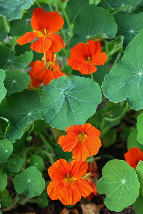nasturtium flowers