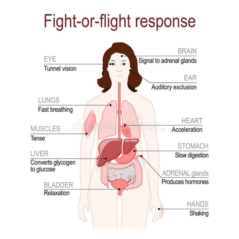Free Fight-or-flight Response. Stress Response System Royalty Free Stock Photo - 125142375
