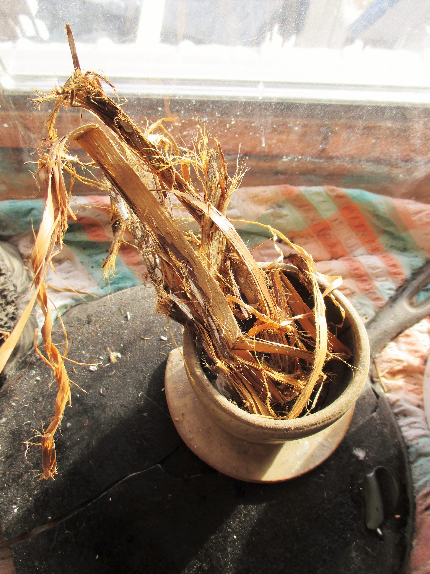 Cedar Bark | Iowa Herbalist Cedar Bark | Iowa Herbalist
