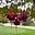 CJMA's avatar