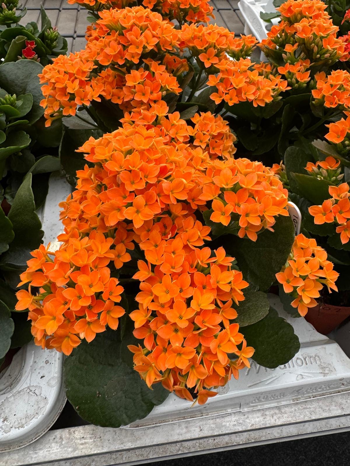 The secrets of Kalanchoe- 'Flaming Katy': Revealed!