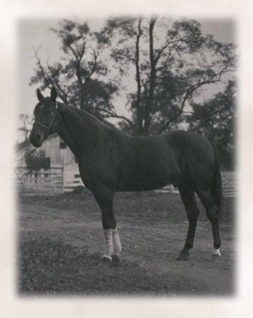 Image result for peter the great racehorse
