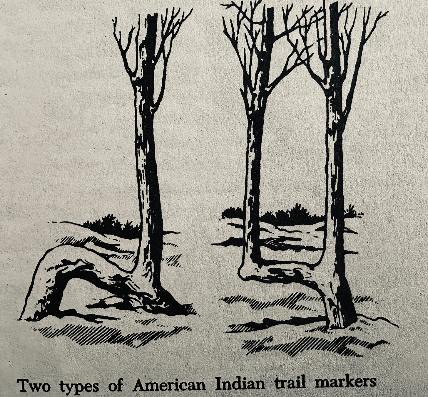Depiction of Indian trail markers; bent sapling trees.