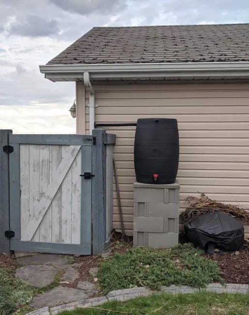 a black plastic rain barrel sitting on top of several cement bricks, next to a garage or building. the barrel has a horizontal hose connected to a downspout nearby. there is a grey fence and gate next to the barrel, and green shrubs below. the building has brown tiled roof. the sky is grey.