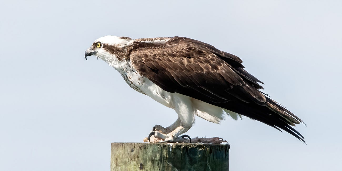 Letter to an Osprey