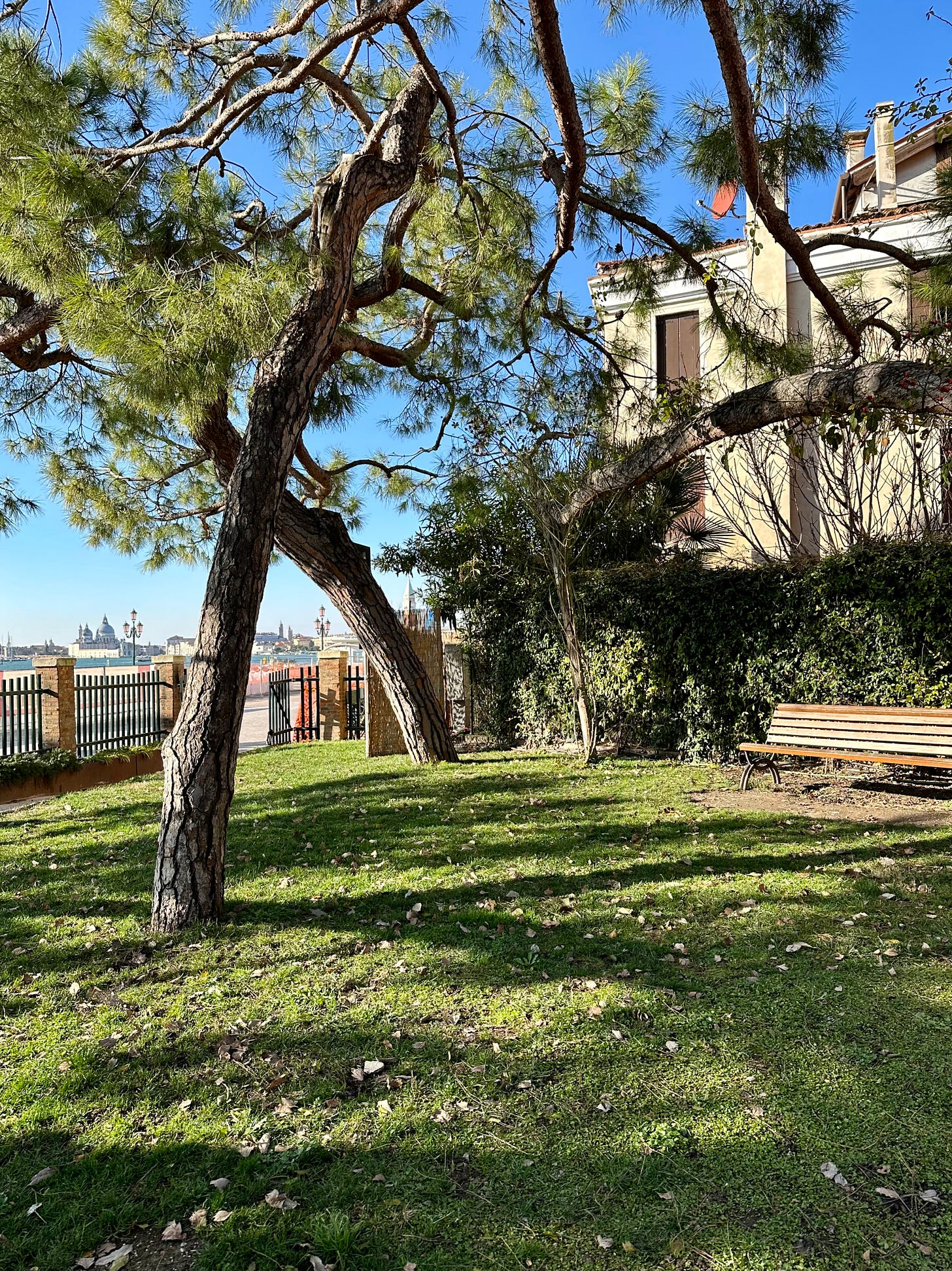 Pine trees and view of La Salute from a bench in the Giardini della Marinaressa, Venice