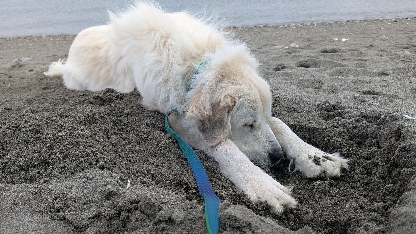 A fluffy white Great Pyrenees dog naps on a sandy beach