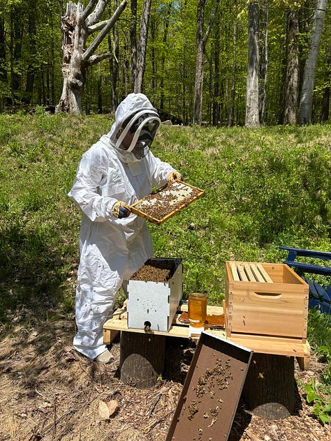 An oversized bee suit, opening my nuc for the first, time, installing the nuc frames in my hive, and a picture of the hive in a stand of birch trees.