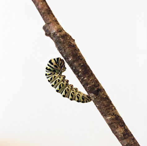 Ines found some caterpillars on our parsley plants, so Emily and I took a few in to raise them. I experimented with a macro extender for these ones.