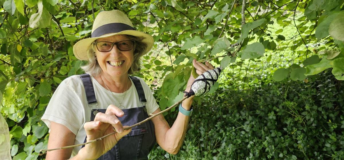 air layering an apple tree