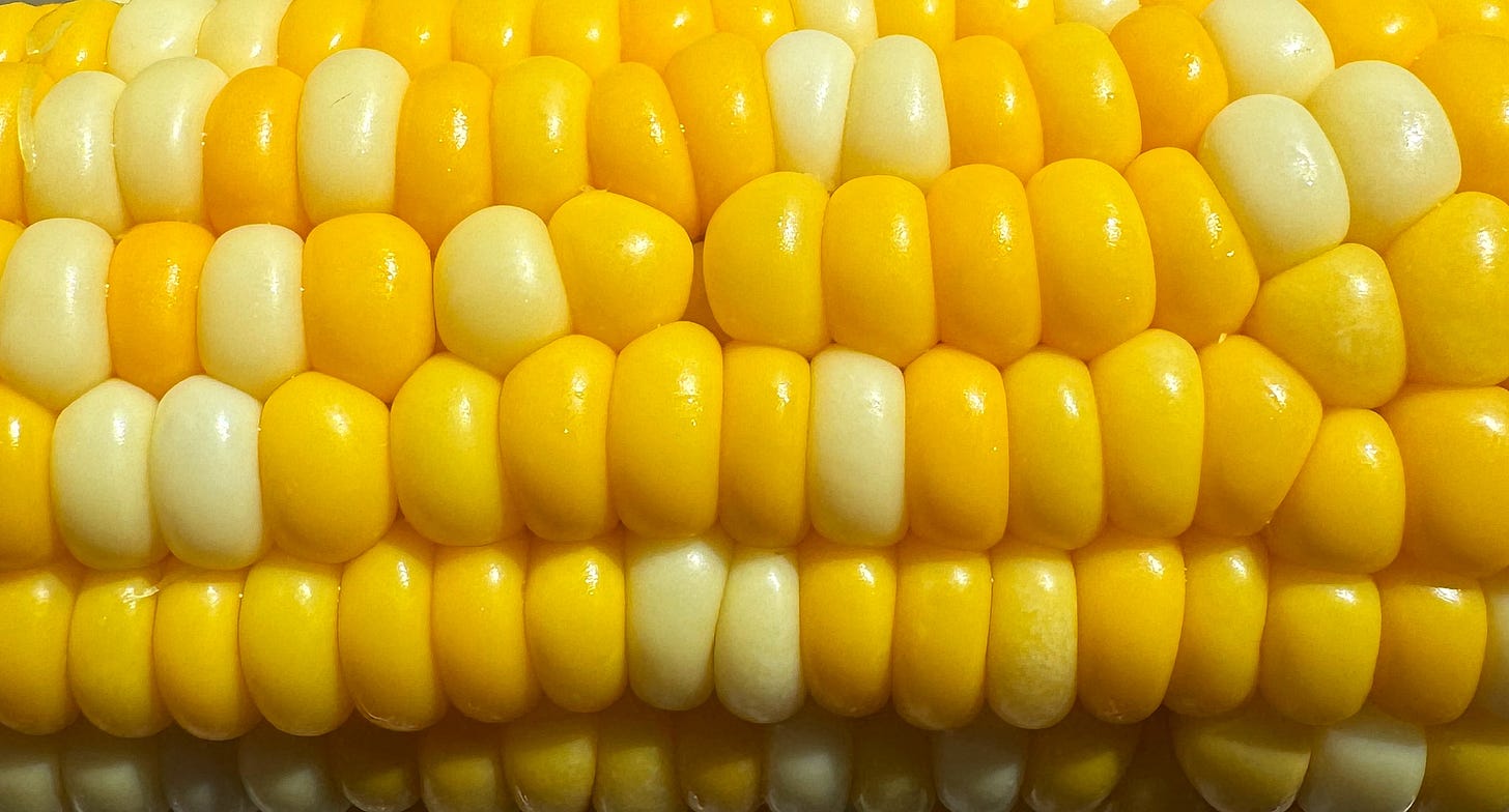 A close-up image of kernels on a cob of corn. Some kernels are deep yellow while others are almost white. A close-up image of kernels on a cob of corn. Some kernels are deep yellow while others are almost white.