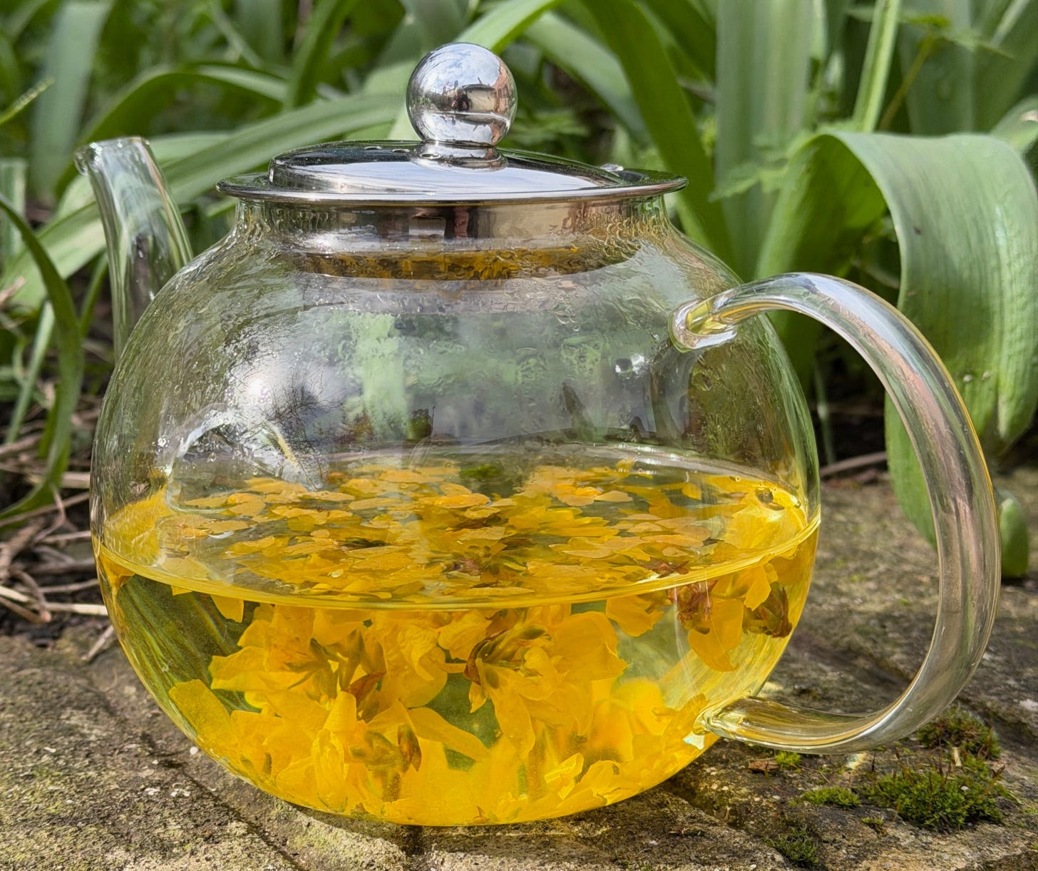 Glass teapot half full of yellow flowers infusing in hot water