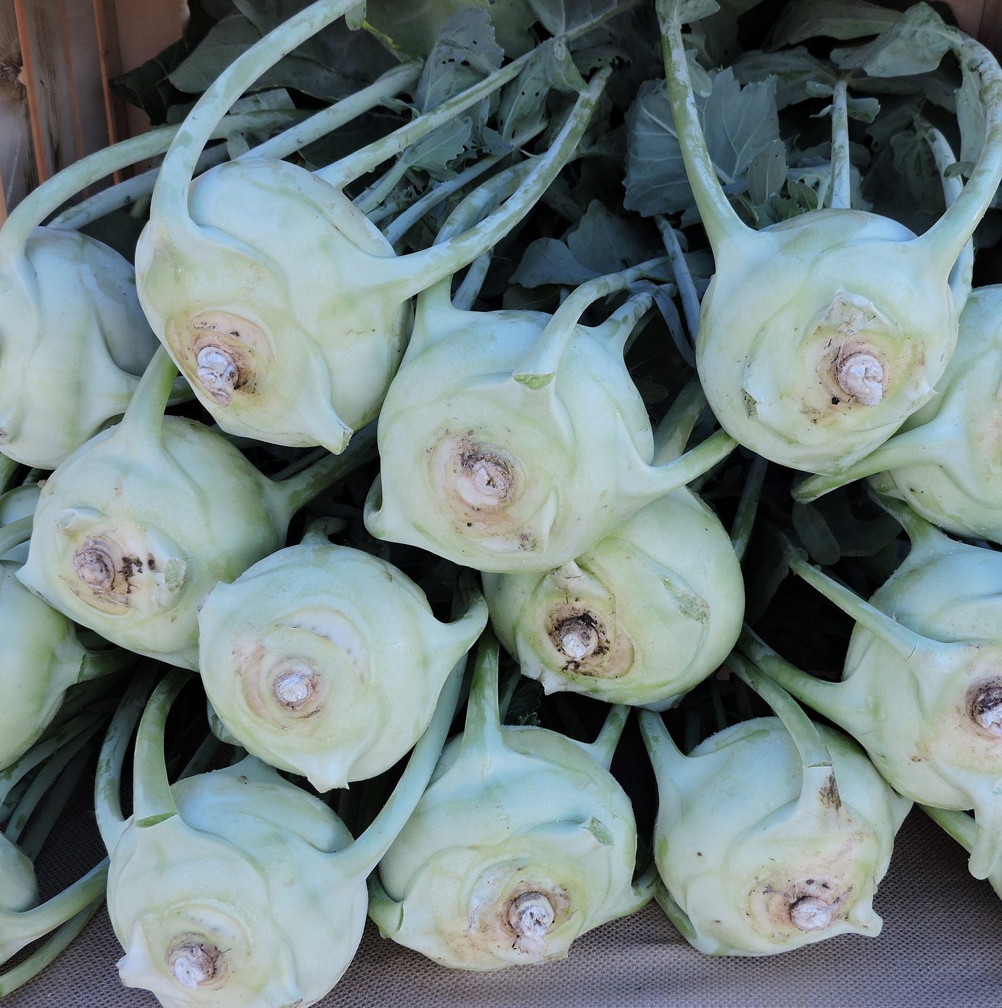  More kohlrabi at our market stand 