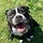 Identifying With A Dog