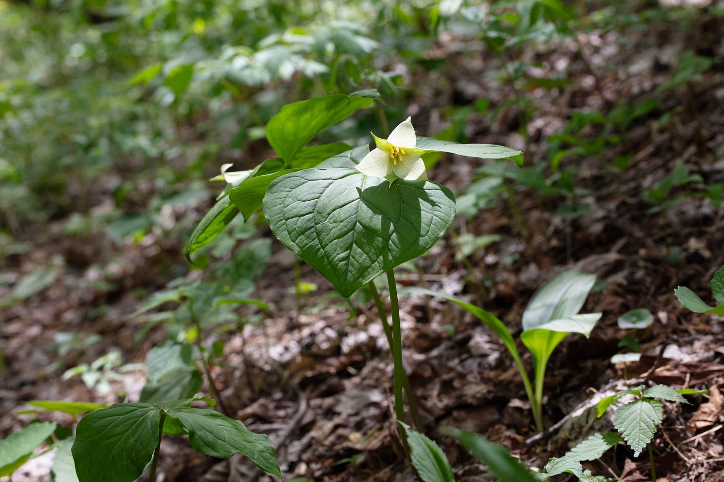 A forest floor with lots of soft focus green plants in the background, and a sunlit trillium in the foreground with three big leaves, an erect flower (held on a stem above the leaves) with sunlit cream-colored petals, and yellow anthers