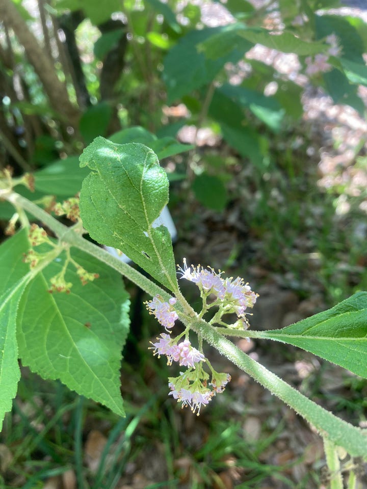 Current blooms in the Florida-Friendly Landscaping demo garden include pale pink flowers of beautyberry, tiny white flowers of scorpion tail, yellow flowers of perennial peanut, and white flower clusters of wild lantana.