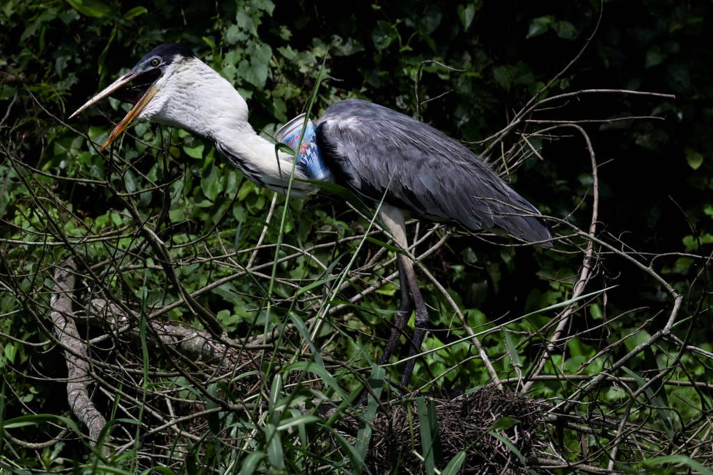 Copo plástico prende pescoço de garça, que está com a boca aberta, pousada em um galho