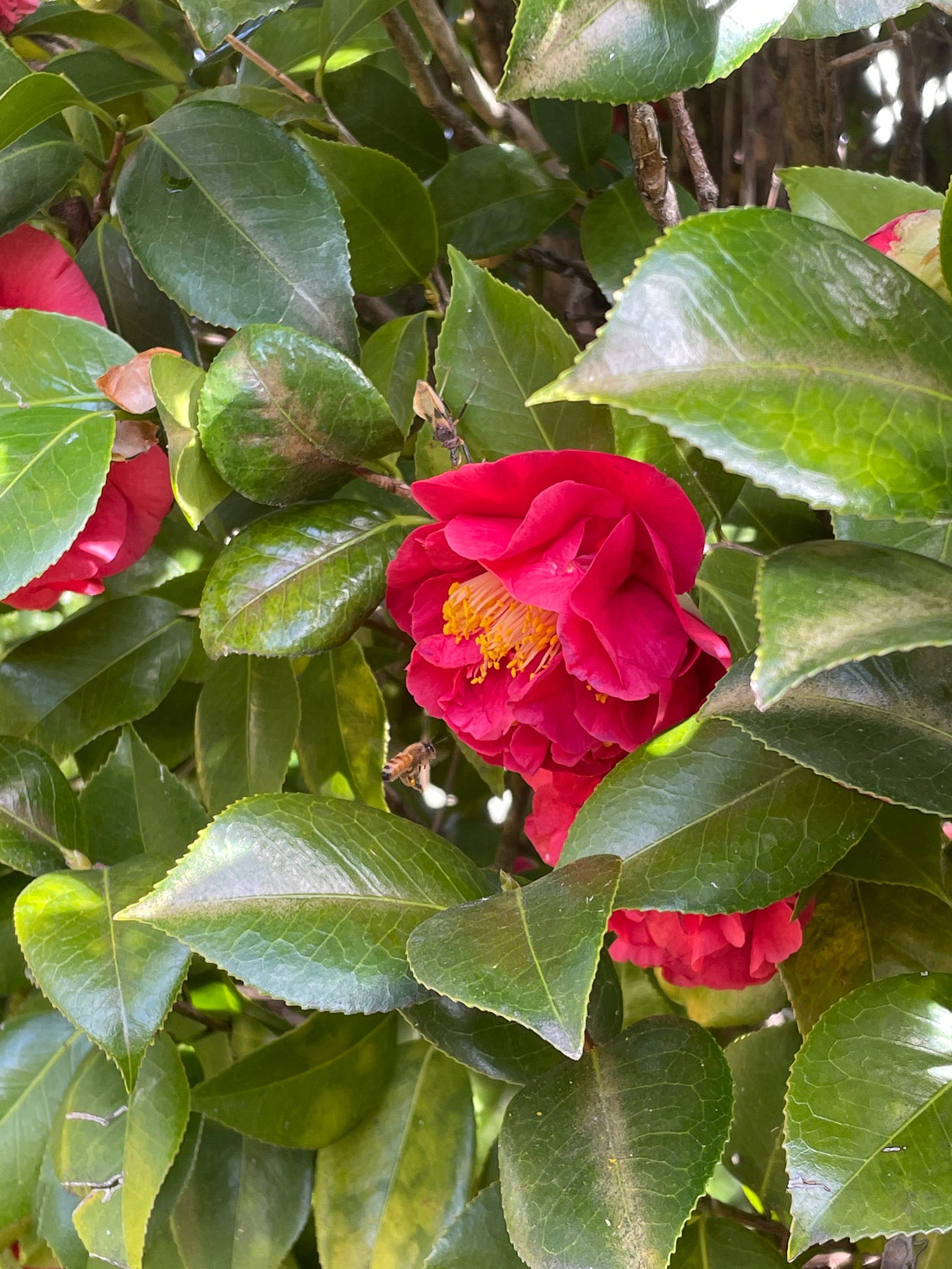 A picture of a european honeybee flying into a bright pink flower, with yellow stems covered in pollen. 
