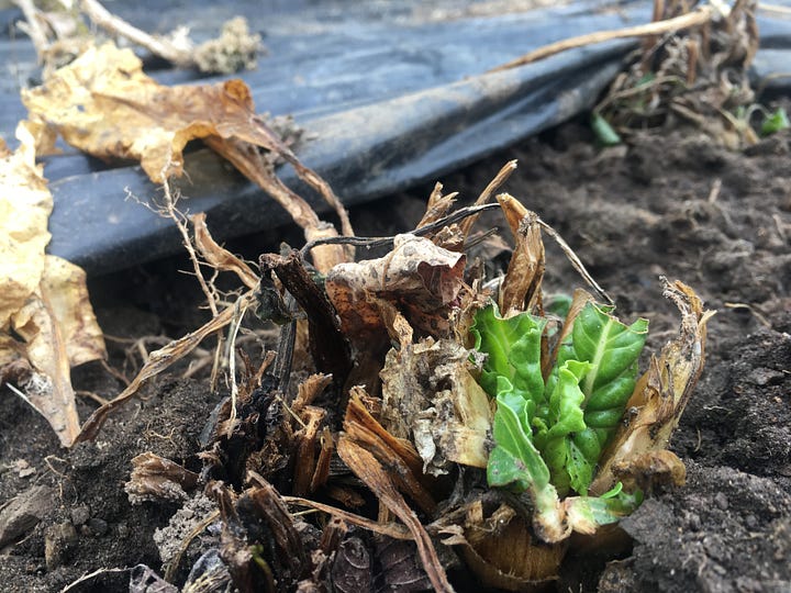 Late-season vegetable garden growing inside a hoop house in febuary