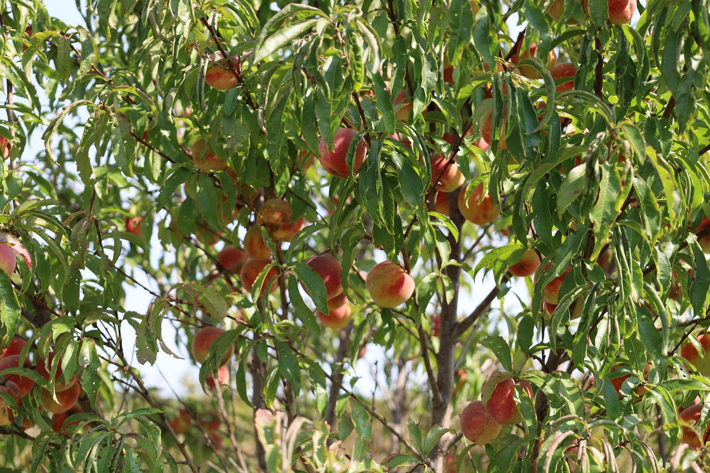 Iowa Peaches at the farm
