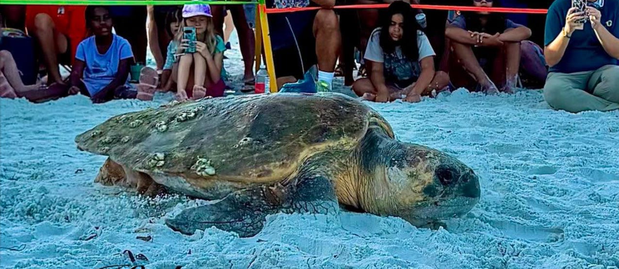 Loggerhead Sea Turtle Krysta Begins Tracked Journey from Coquina Beach