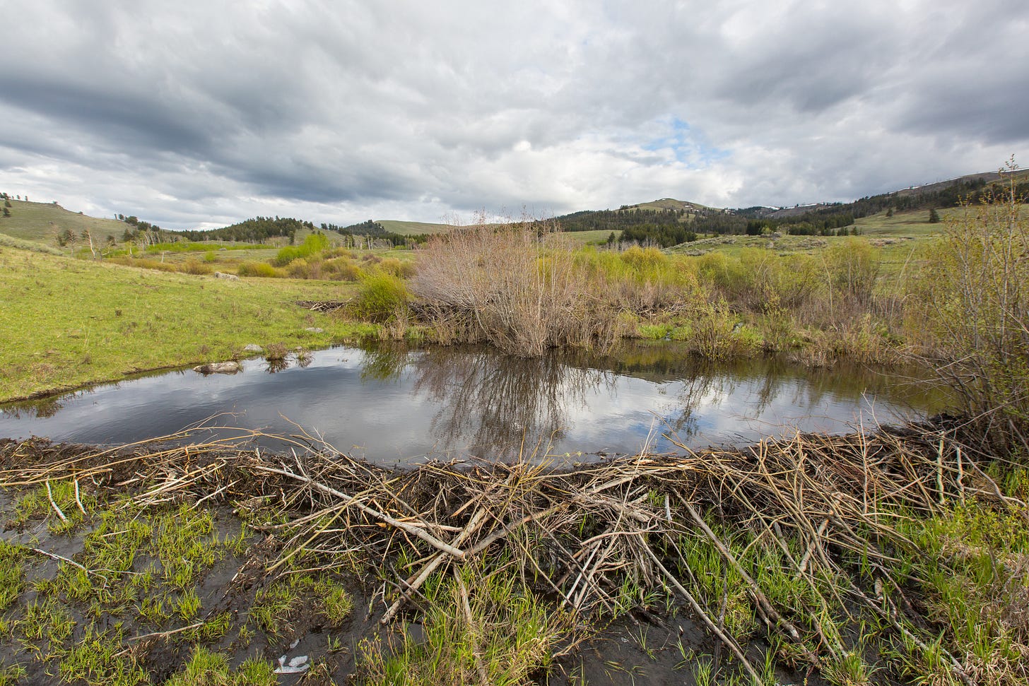 A dam made of sticks holds back water from a small creek in an open valley.