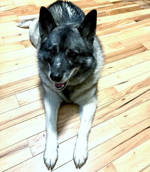 Thora, the Writer Elkhound, projects an aura of supernatural radiance as she LOUNGES on the floor.