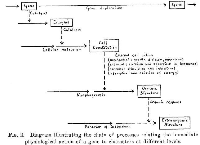 A cascading graphic, with the gene at the top; a downwards arrow points to a line directed at an [Enzyme] box, and then we have another similar arrangement (via Cellular metabolism) leading to [Cell Constitution], this is then repeated (via Morphogenesis) for [Organic structure] and thence (via Behaviour of Individual) to [Extraorganic Structure]. It’s complex. 