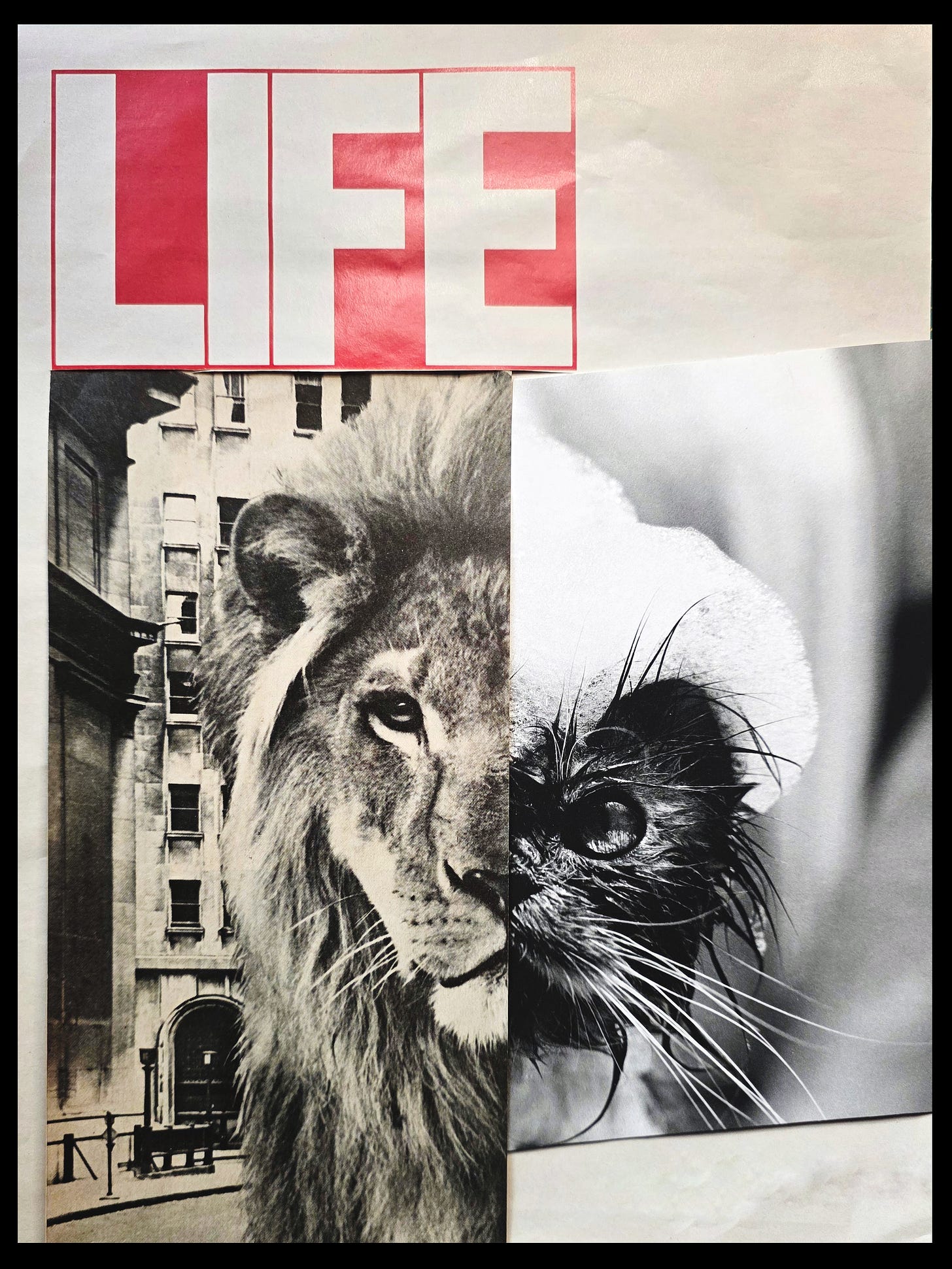 Roar Collage Art