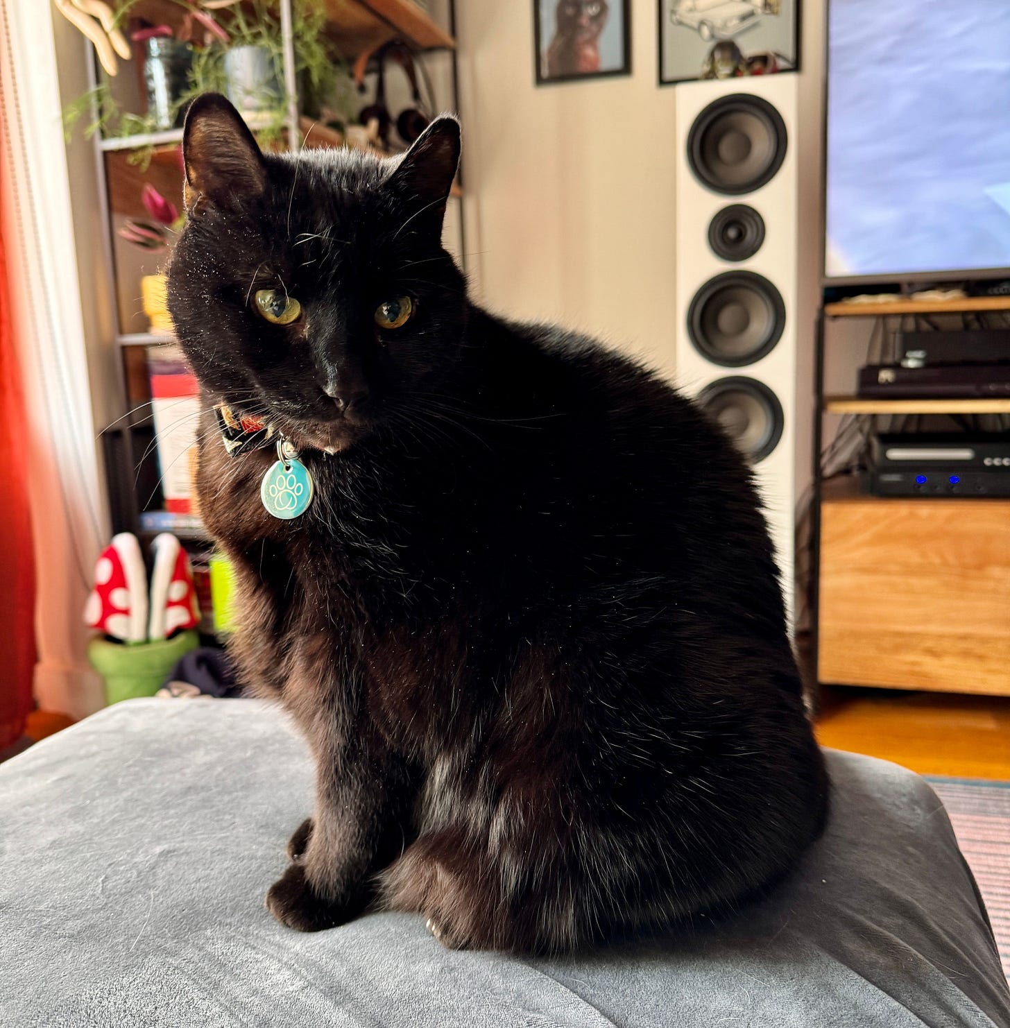 Mushu sits relaxed on a cushion in the living room, gazing to the side in the sunlight. Mushu sits relaxed on a cushion in the living room, gazing to the side in the sunlight.