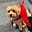 ReadingwithNolapoo's avatar