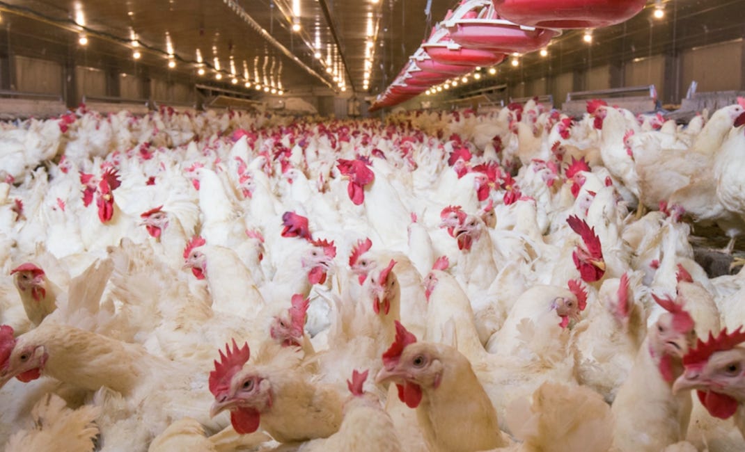 Why Are the Chickens So Sick?