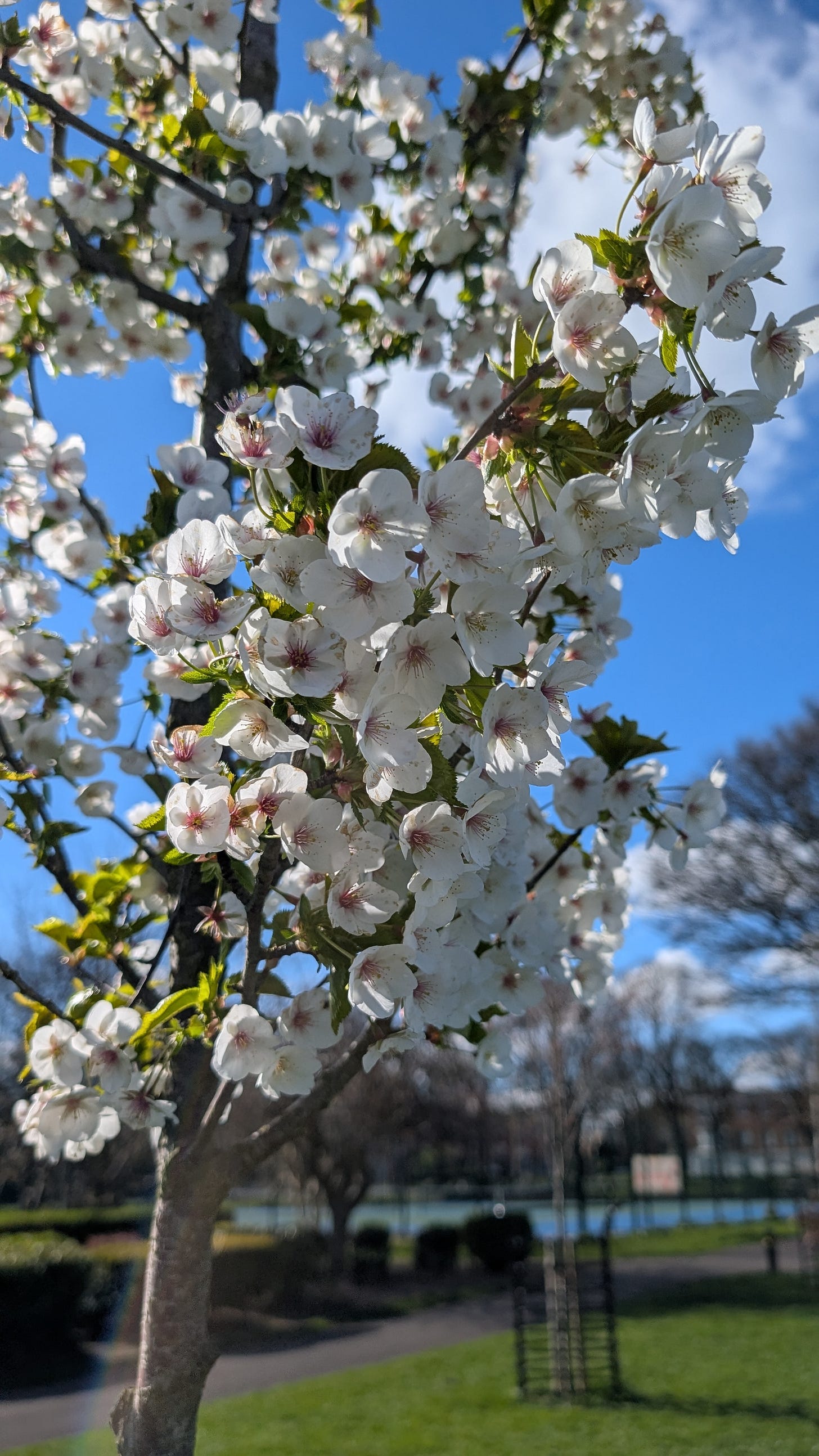 White blossom on a tree in spring, growing in a park under a bright blue sky. White blossom on a tree in spring, growing in a park under a bright blue sky.