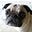 Austin the Pug-puppy's avatar