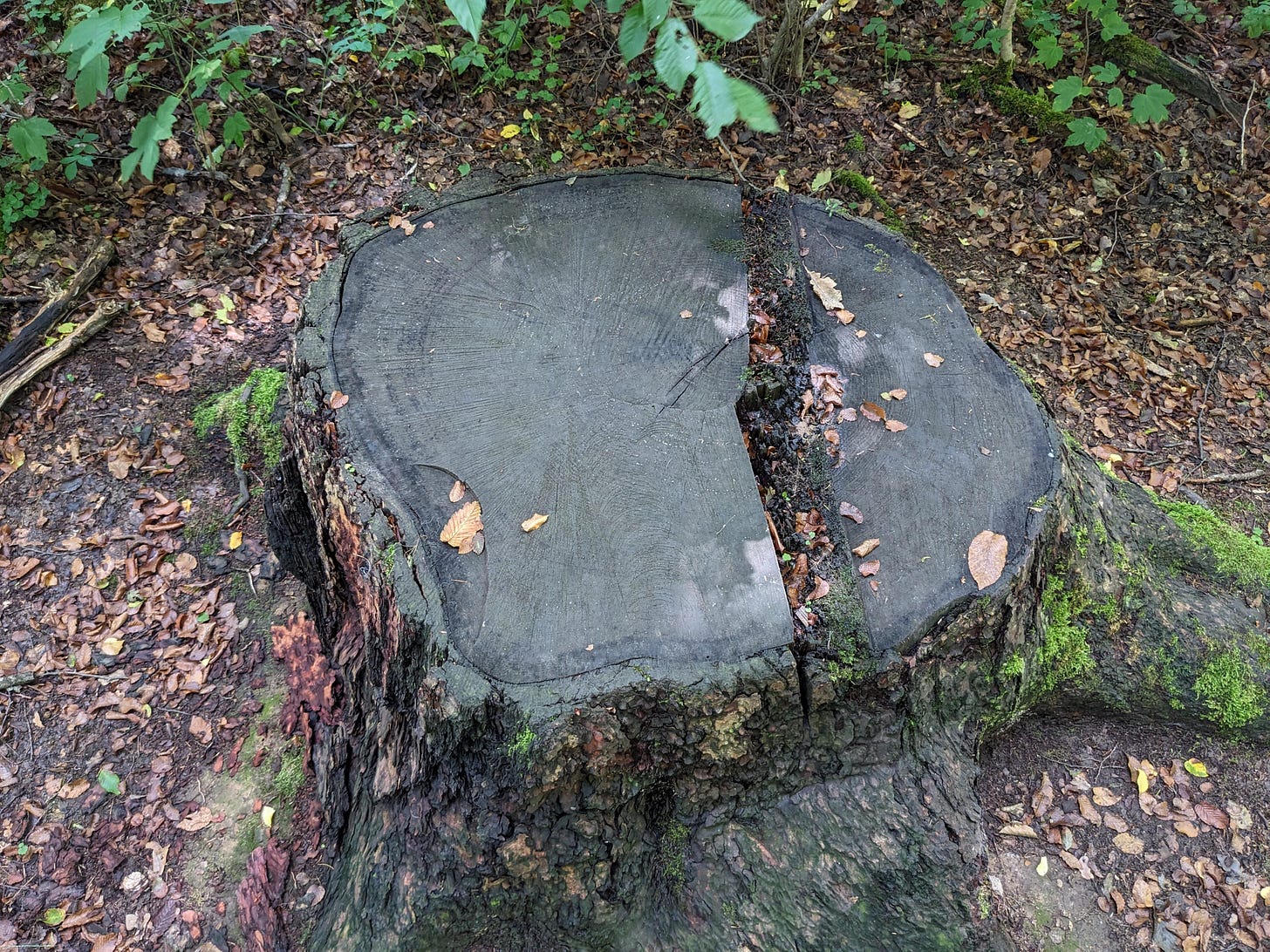 Tree stump in a forest from above