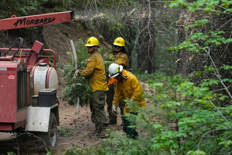Firefighters in gear and helmets feed brush into a portable woodchipper in the woods.