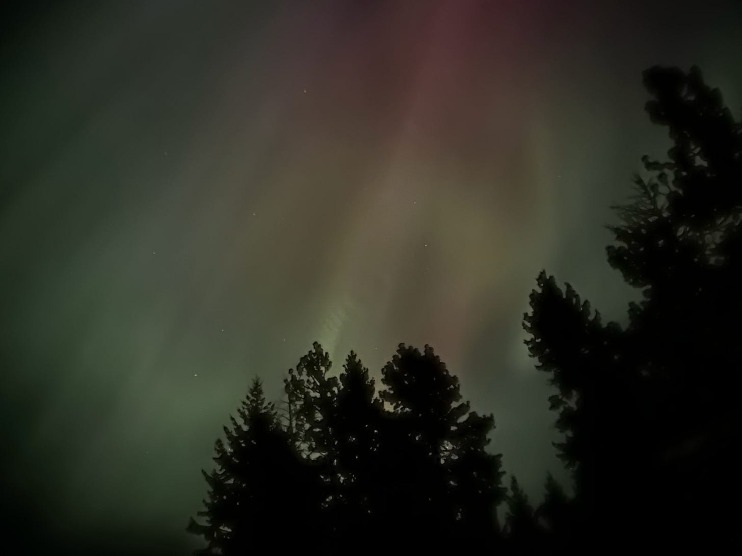Auroras behind the forest