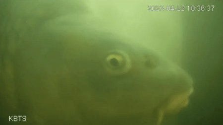 Un poisson attendant qu'on lui ouvre l'écluse sur le fux de la sonnette pour poissons Un poisson attendant qu'on lui ouvre l'écluse sur le fux de la sonnette pour poissons