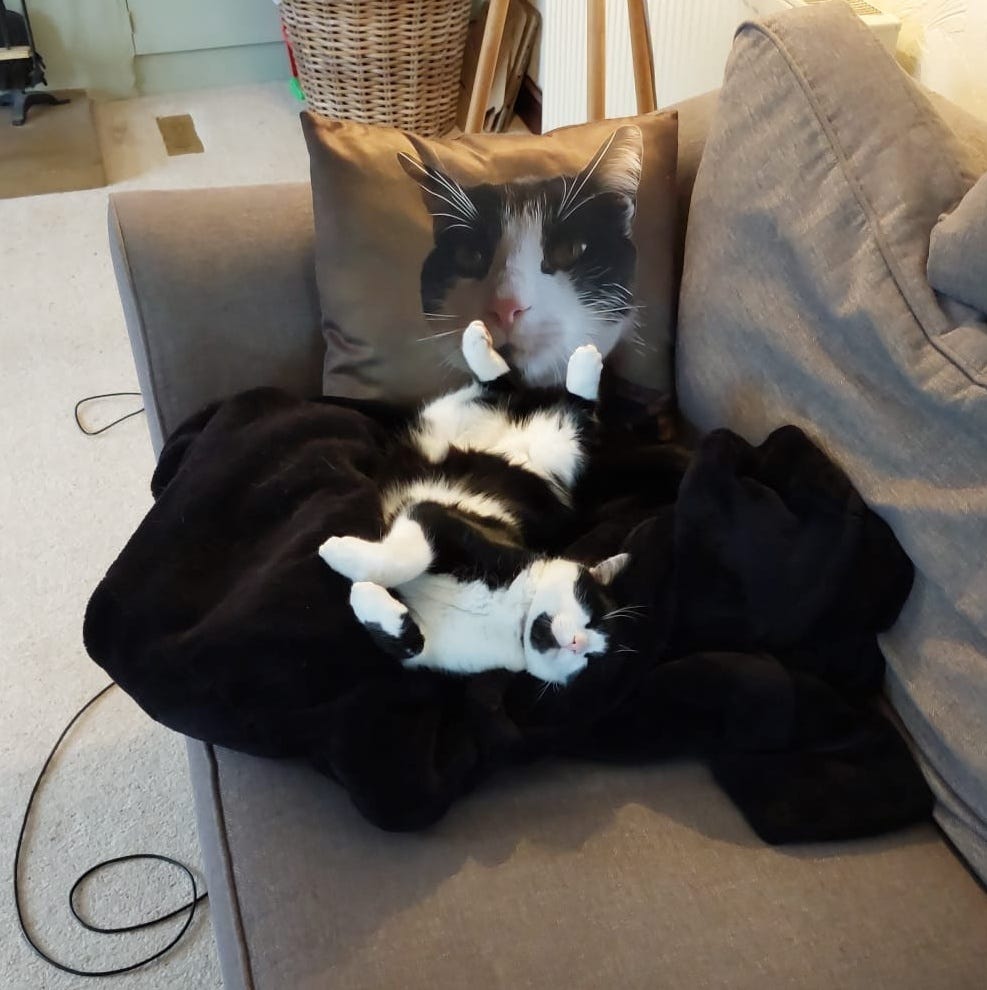 Victor is stretching and smiling on his couch blanket in front of a pillow with a picture of Victor printed on it. Victor is stretching and smiling on his couch blanket in front of a pillow with a picture of Victor printed on it.