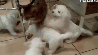Cat being savagely attacked by a pack of dogs - GIFs - Imgur