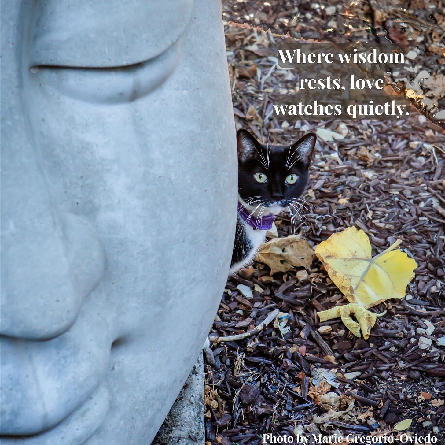 Guided by Love: Domestic Animals as Sacred Companions