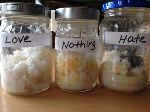 Proof that thoughts become things...The Rice Experiment - Braving the Hot  Mess